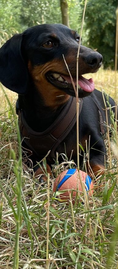 Een zwart-bruin teckel ligt in het gras naast een blauwe en oranje bal.
